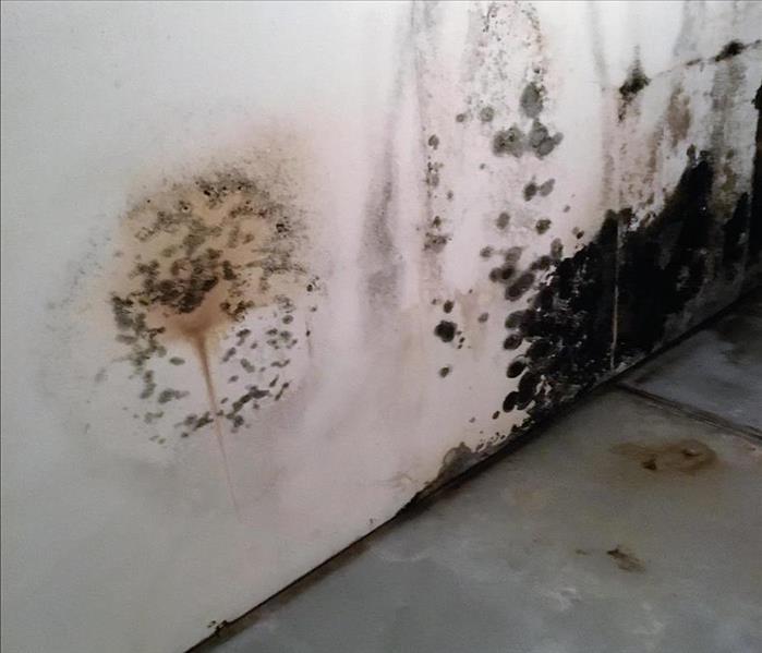 wall with black mold growing on it